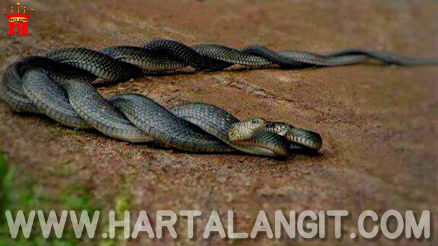 gambar ular kawin
