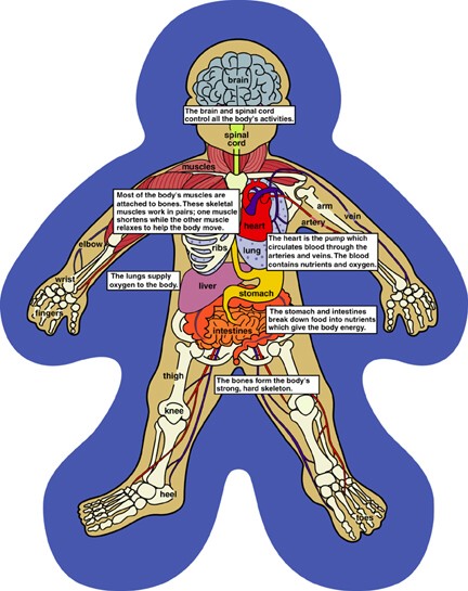 digestive system diagram for kids. circulatory system diagram not