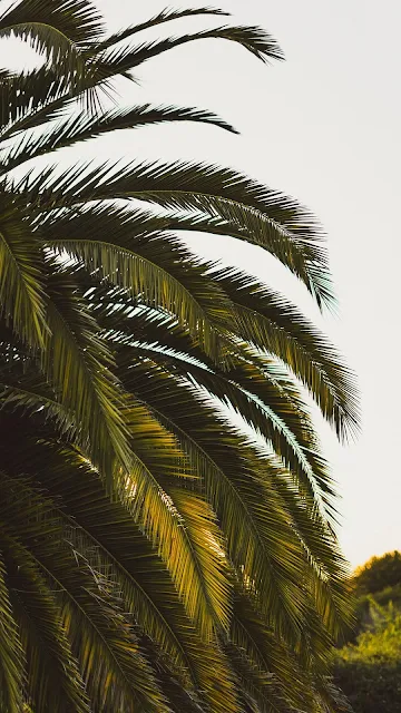 Free Tropical Island, Palm Tree, Leaves Wallpaper
