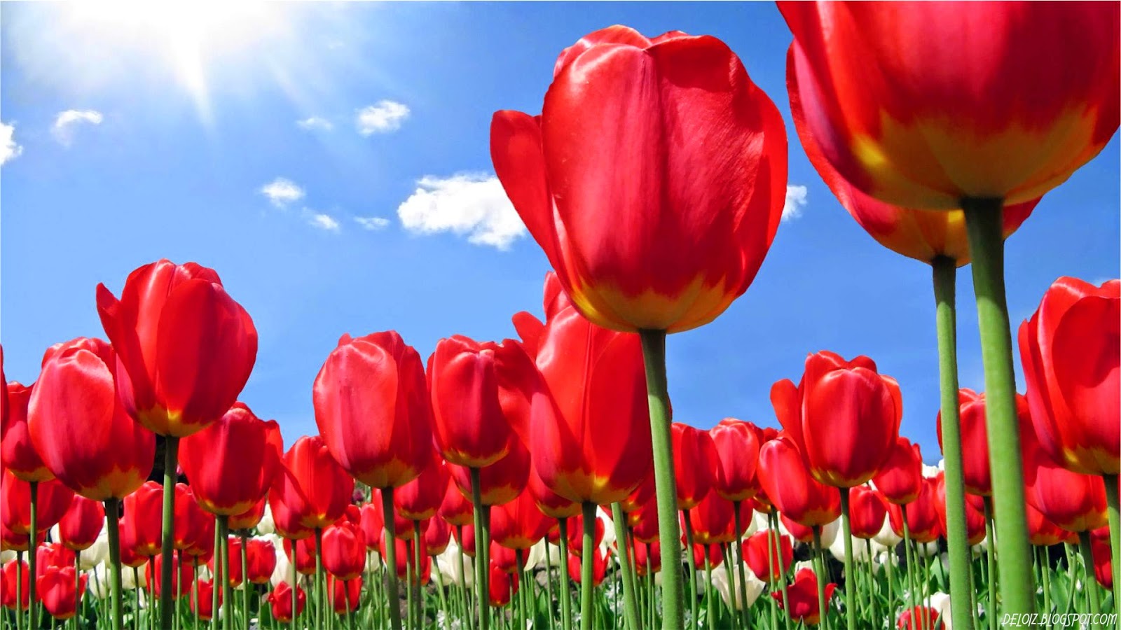 WALLPAPER ANDROID IPHONE Wallpaper Bunga Tulip Merah