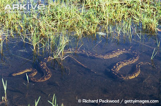 African Rock Python