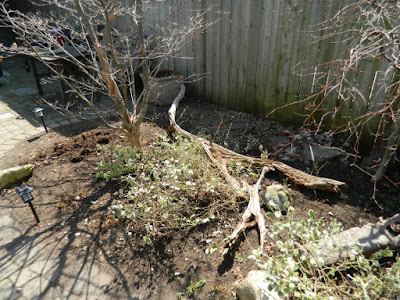 Parkdale Spring Garden Cleanup After by Paul Jung Gardening Services a Toronto Gardening Company