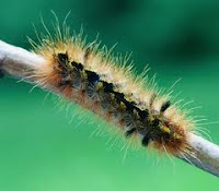 Treating Itching Due Caterpillars