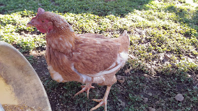 Molting chicken grows new feathers. Growing process in pictures.