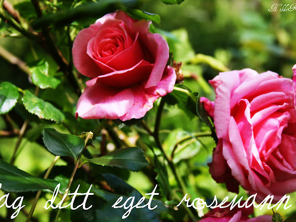 Lag ditt eget rosevann