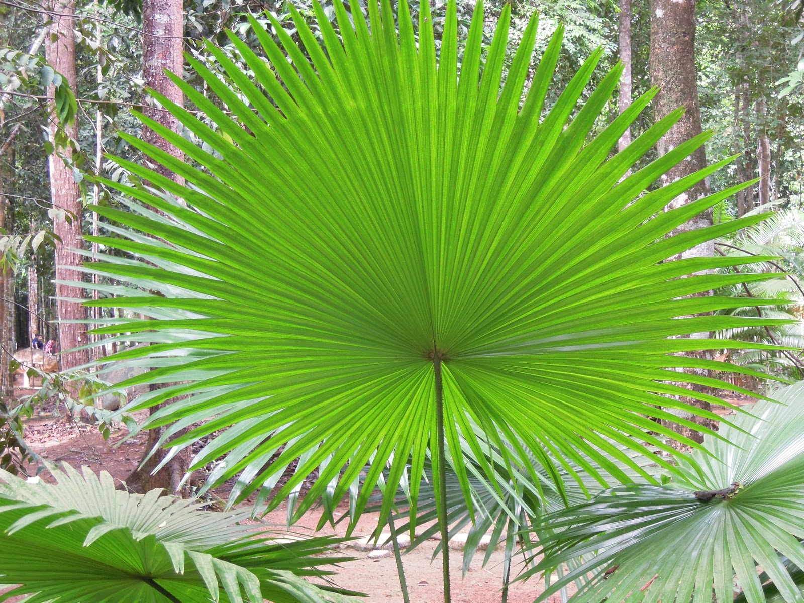 Hidup Biar Allah Sayang Hutan Botanikal Air Keroh 