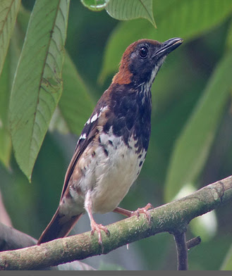 burung anis macan 