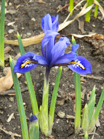 Iris reticulata Dwarf Iris at the Toronto Botanical Garden by garden muses-not another Toronto gardening blog