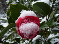 雪がついた紅唐子。