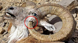 50 Amazing Facts about Animals | जानवरों के बारे मे 50 मजेदार फैक्ट्स