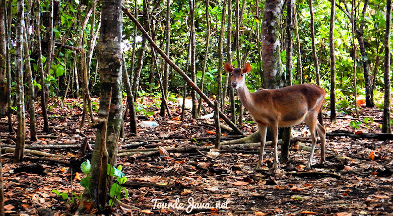 rusa yang kerap ditemui di savana cidaon selain Banteng