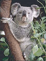 koala bear clipart