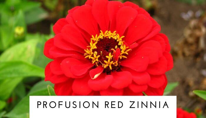 Profusion Red Zinnia