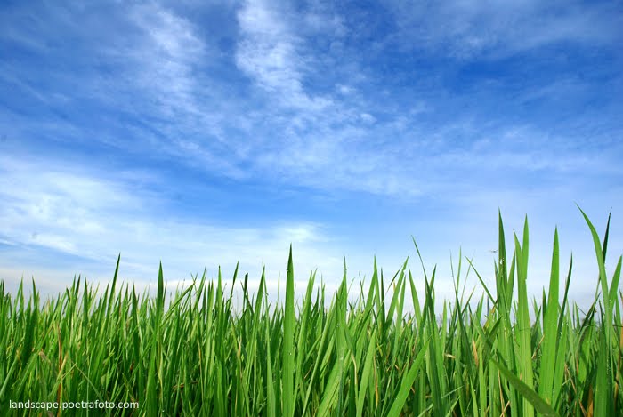 gambar sawah hijau WARNA WARNI KUBANGKONDANG