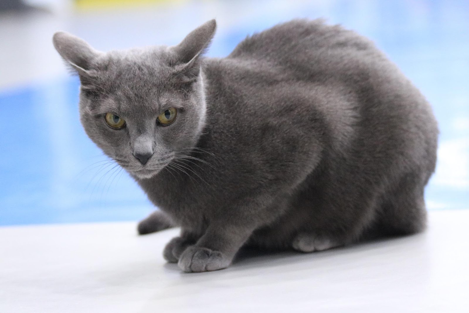 Why are Russian Blue cats so special? Why are Russian Blue cats so special?