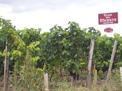 2009.09.03-028 vignoble