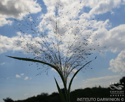 Paja voladora (Panicum bergii)