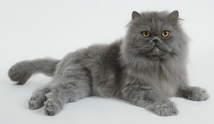 Cat Breeds, Persia Cats Pretty, treatments cats