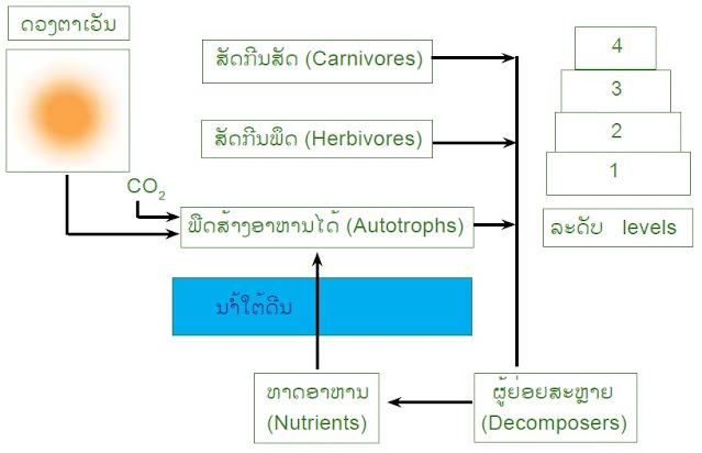 ຄວາມສໍາພັນຂອງການກິນອາຫານ ເປັນໂຕກໍານົດເສັ້ນທາງຂອງການເຄື່ອນທີ່ຂອງພະລັງງານ ແລະ ວົງຈອນເຄມີຂອງລະບົບນິເວດຈາກການວິເຄາະການກິນອາຫານໃນລະບົບນິເວດ ເຮັດໃຫ້ນັກວິທະຍາສາດ ສາມາດແບ່ງຊະນິດຂອງລະບົບນິເວດອອກໄດ້ຕາມແຫຼ່ງອາຫານຫຼັກຂອງລະດັບການກິນ (Trophic levels).  ຕ່ອງໂສ້ອາຫານ (Foodchain) ຫົວລູກສອນໝາຍເຖິງເສັ້ນທາງການລໍາລຽງອາຫານ ຈາກພືດຜູ້ຜະລິດໄປສູ່ຜູ້ບໍລິໂພກທໍາອິດເລີ່ມຈາກກິນພືດ (Herbivore) ຜູ້ບໍລິໂພກລໍາດັບສອງ, ຜູ້ບໍລິໂພກລໍາດັບສາມ ໄປຈົນເຖິງຜູ້ບໍລິໂພກລໍາດັບສີ່ ທີ່ກິນຊີ້ນ (Carnivore)