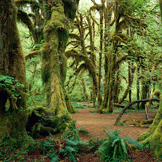 gambar hutan tropis, foto hutan