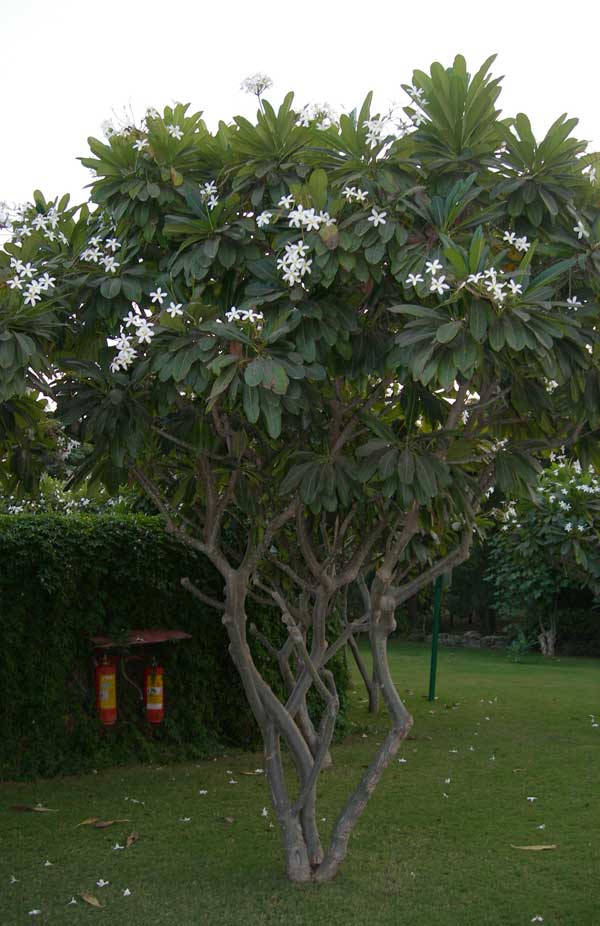 Tukang Taman Minimalis: Jual Pohon Anting Putri, Yasmin ...
