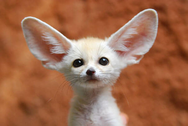 Vegan Woman Made Her Fennec Fox Become Vegan, And Here Are The Results