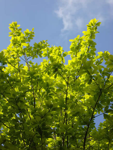 Sorbus aria 'Chrysophylla'