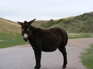 Mule, Custer State Park