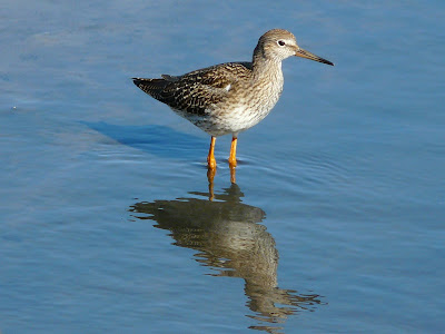 Redshank, Marshside