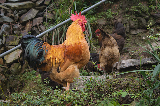 Coq à Ping'an