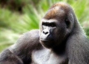 Capturan Gorila macho de 24 años de edad y llamado Koga que había escapado de su jaula en Nueva York