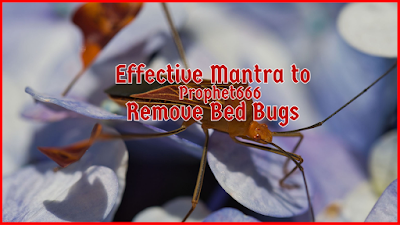 Effective Mantra to Remove Bed Bugs