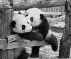 Dos pandas bebés jugando en blanco y negro
