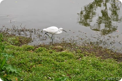 A crane looking for its prey