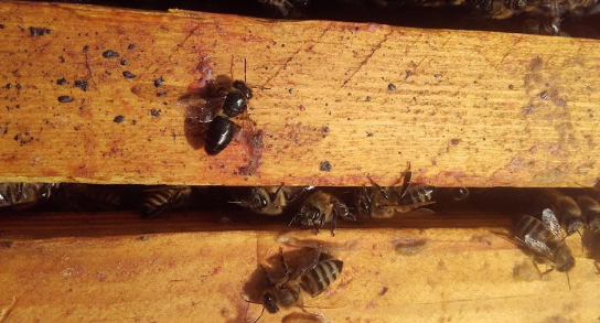 Μελανίαση των μελισσών  : Βρίσκω μαύρες γυαλιστερές μέλισσες