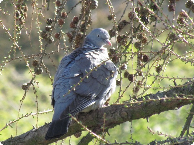 IMG_7186_resize