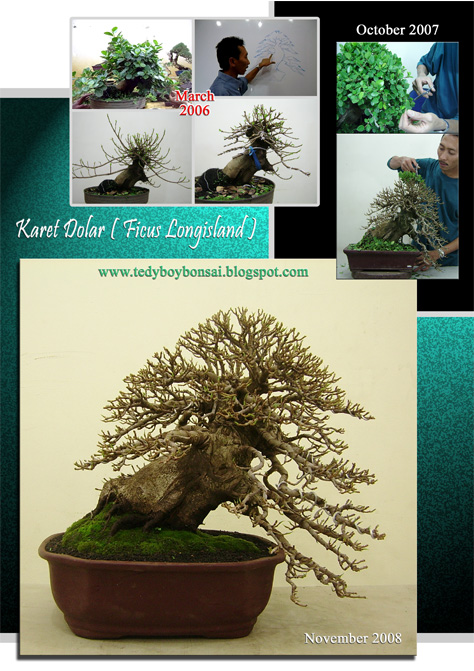 Pameran Bonsai  Indonesia