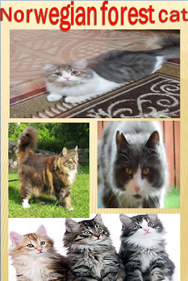 The Norwegian Forest Cat