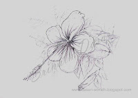 Hibiscus flower drawing