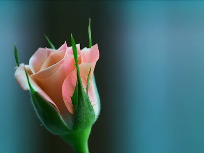 foto de rosas con tallos