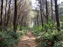 Hiking Jayagiri Bandung Sambil Susuri Lorong Lumut