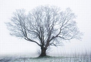 lonelytree