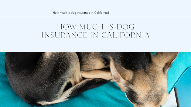 dog - insurance