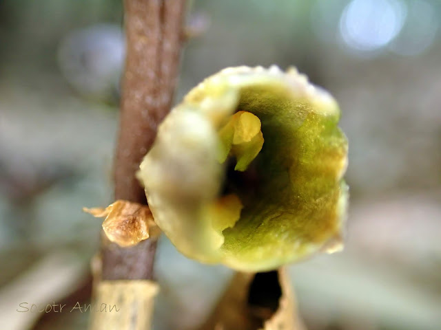 Gastrodia confusa