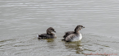 © Julian Moore  - birdingbarbados@gmail.com