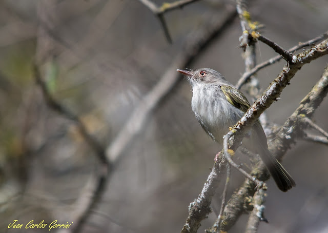 Avistaje de aves en Argentina, Salta. Birdwatching y fotografía de Juan Carlos Gorrini.