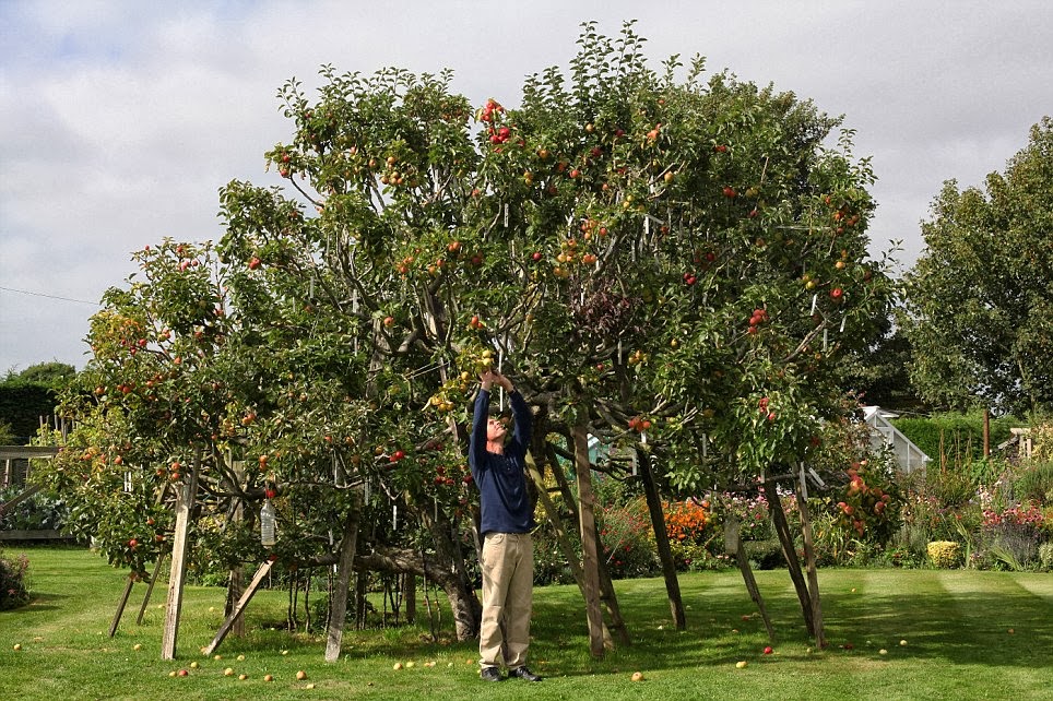 Khabarkini Tanam Satu Pokok Dapat 250 Jenis Buah Epal