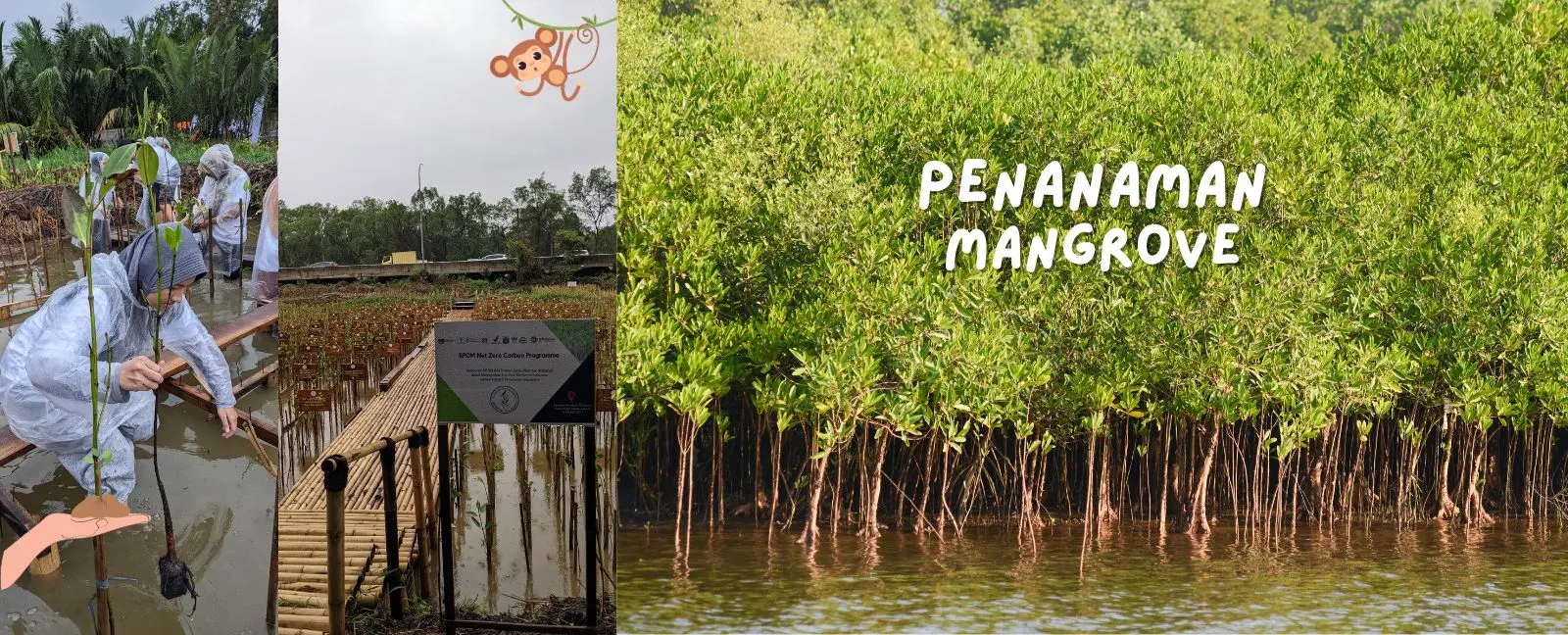 Foto Menanam Mangrove