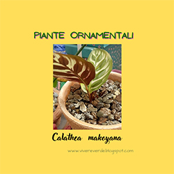 Calathea Makoyana la pianta che purifica l'aria e abbellisce gli ambienti: cura e caratteristiche botaniche