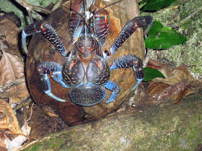 The startling coconut crab is interesting, but is also an example of difficulties for evolutionists.